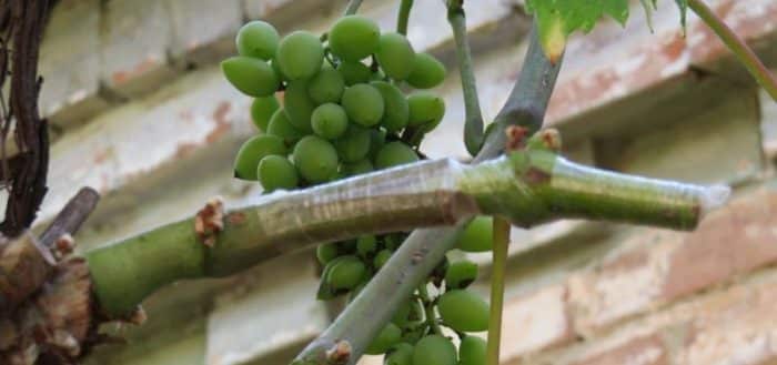 grape grafting