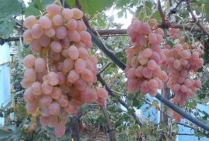 Characteristics of the Taifi grape variety, cultivation features and a description of the yield