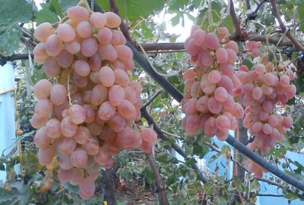 taifi grapes