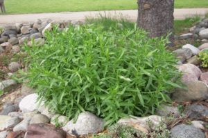 Growing, planting and caring for tarragon grass in the open field at home, how to propagate tarragon