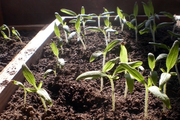 planter un arbuste