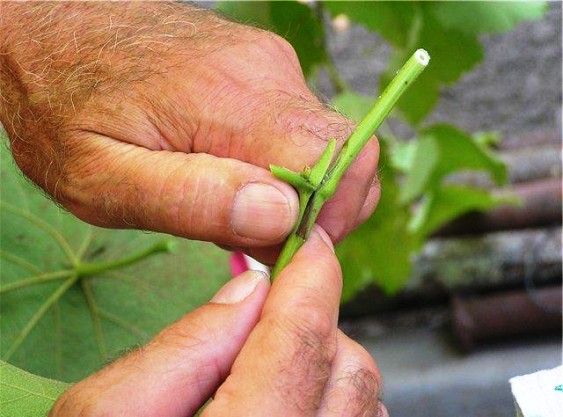 injerto de uva