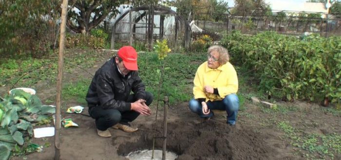 planter un pommier