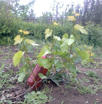 grape bush