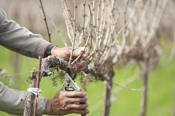 pruning grapes