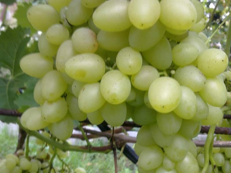 uvas harold