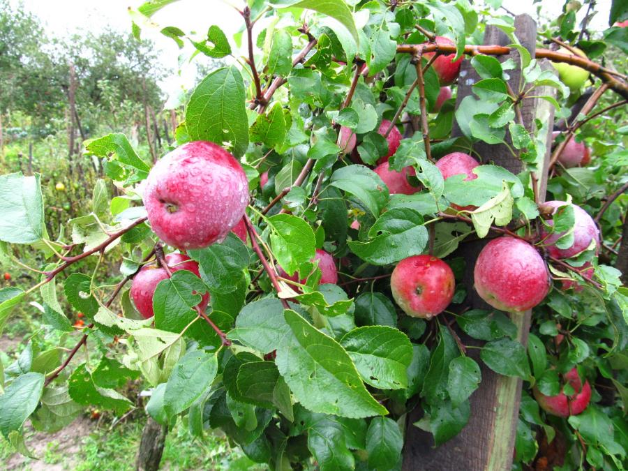 apple tree liberty