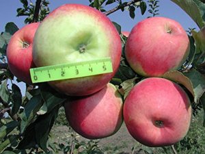 Características de la variedad de manzana Prima, descripción de subespecies, cultivo y rendimiento.