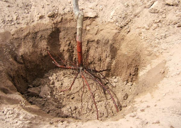 planting an apple tree