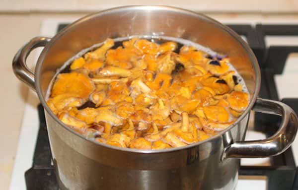 boiled chanterelles