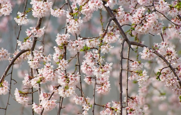 cherry tenderness