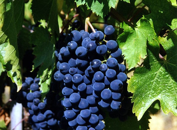 Variedad de uva Tempranillo