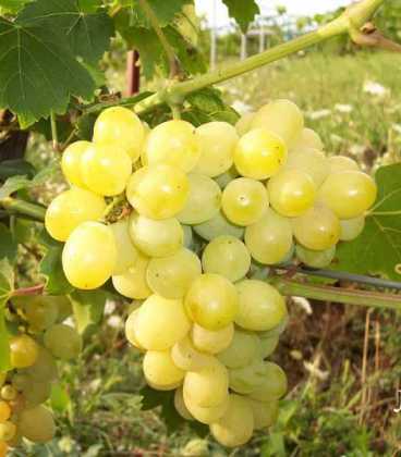 uvas laura