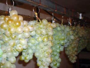 Cómo almacenar adecuadamente las uvas en casa para el invierno en el refrigerador y la bodega.