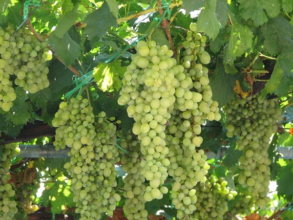 bunches of grapes