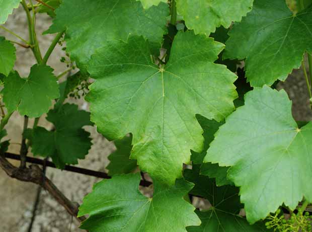 grape leaves