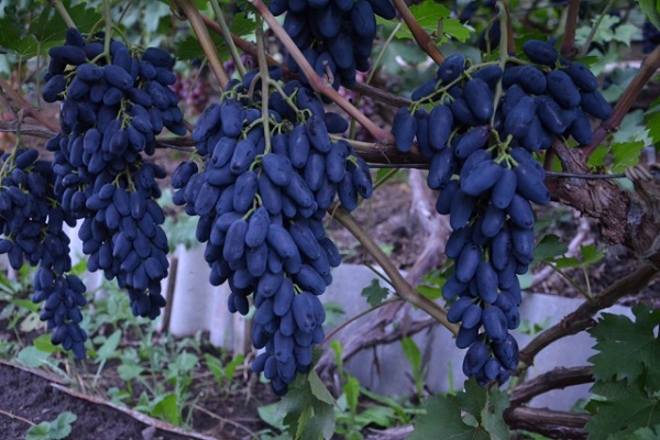 blue grapes