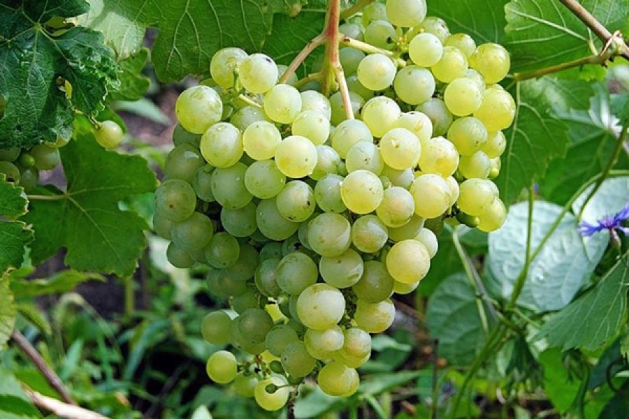 Aleshenkin grapes