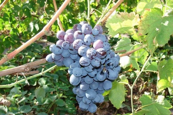 Uvas alfa