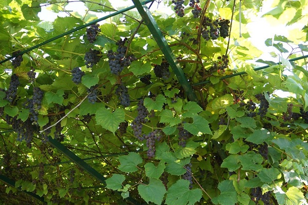 canopée de fruits