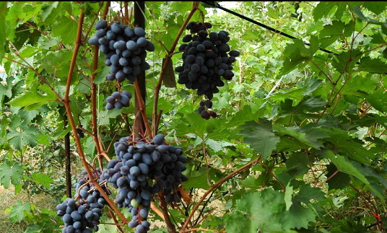 Amur grapes