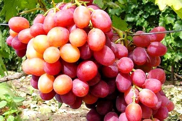 uvas annuta