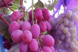 Description and characteristics of the grape variety Anyuta, planting and care