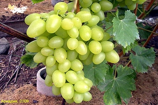 Uvas Arcadia