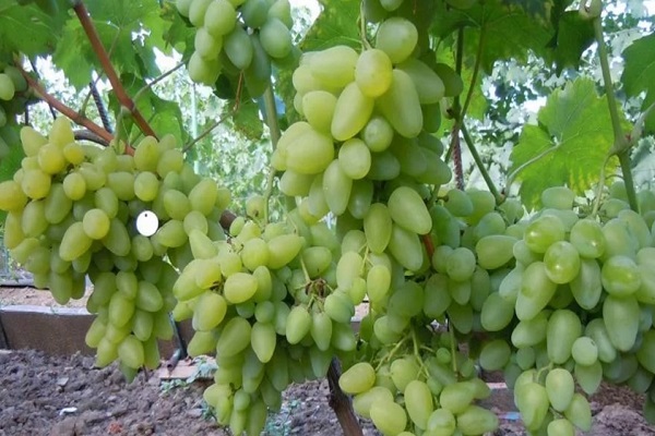 uvas bazhena