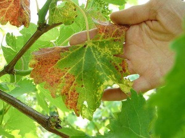 Leaf damage by cicadas