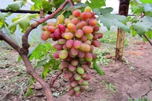 Description of the grape variety Sensation, the difference from Senso and Bull's eye and the history of selection