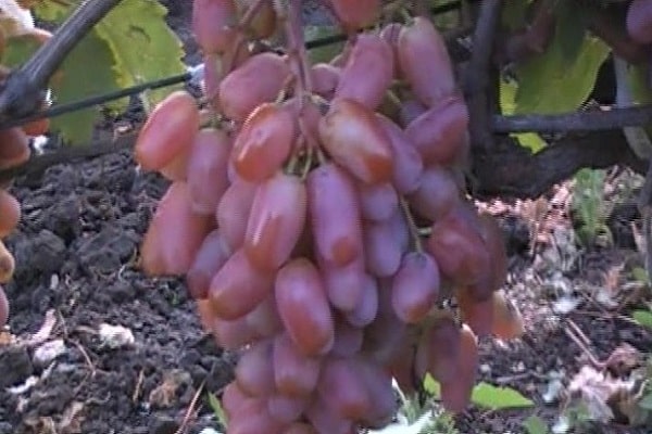 grappes lâches