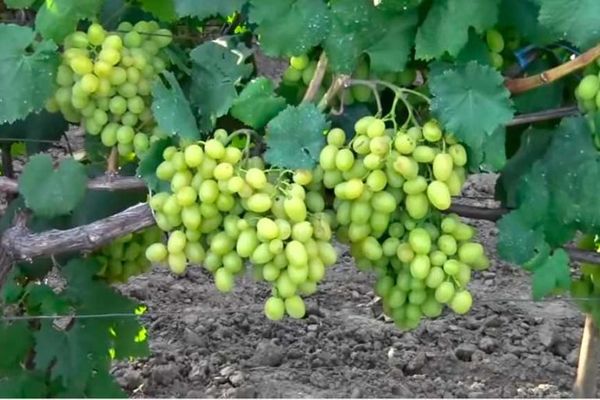 Uvas Galahad