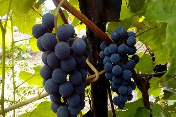 nourrir les vignes