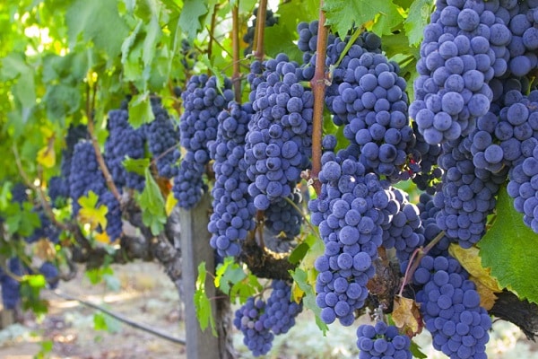 Isabella grapes