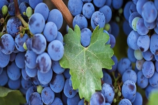 berries ripen