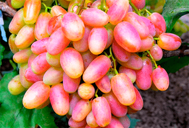 Uvas julianas