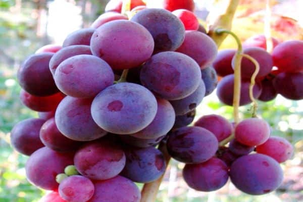 uvas cardinales