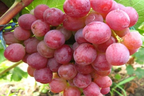 uvas rosas