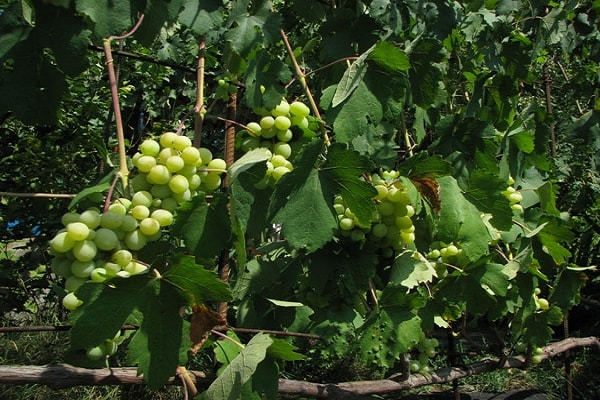 variétés de maturation