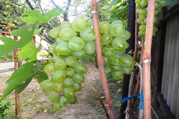 fertilizantes y humus