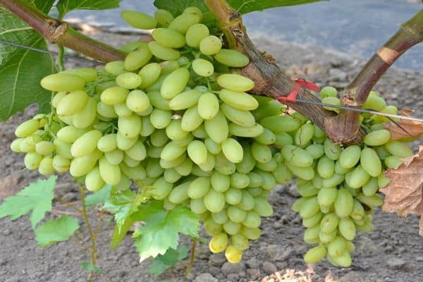 raisins grapes