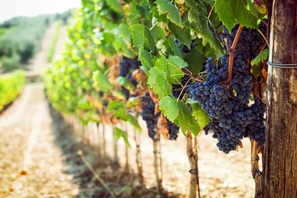 grapes in the garden