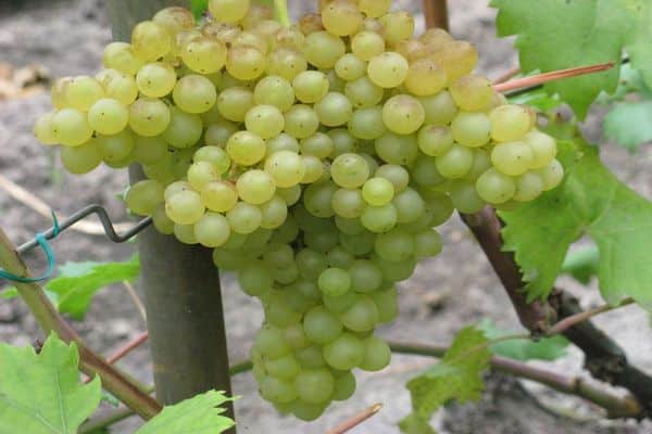 seedless grapes