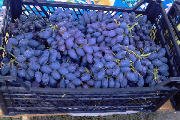 boîte à fruits