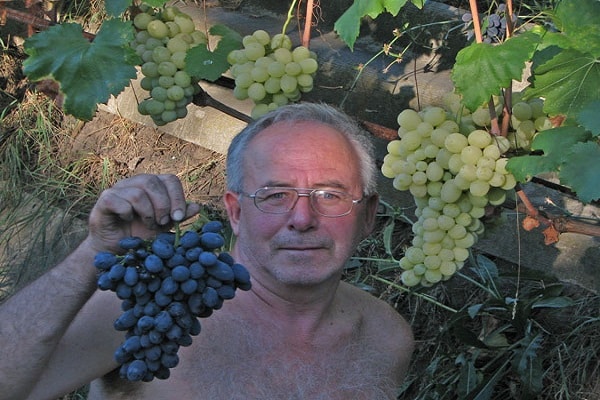 résident d'été avec des grappes