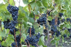 Description of the Codrianka fruit grape variety and its characteristics, ripening period, planting and care