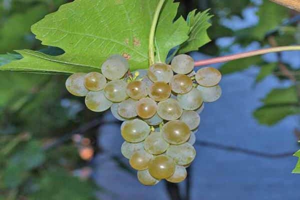 Racimo de uvas