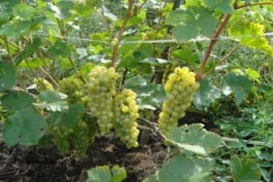 Description and advantages of Crystal grapes, planting and care features