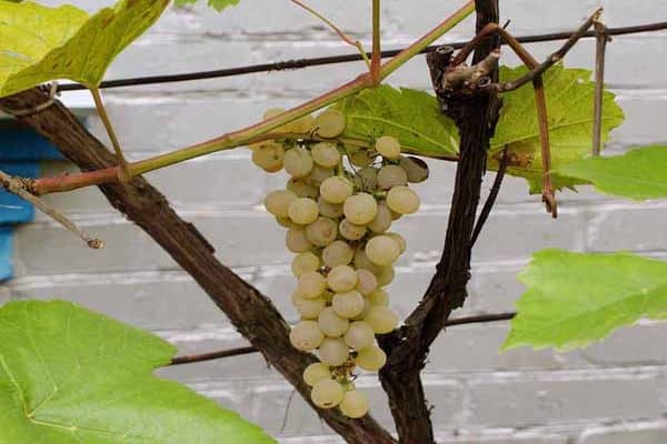 crystal grape variety